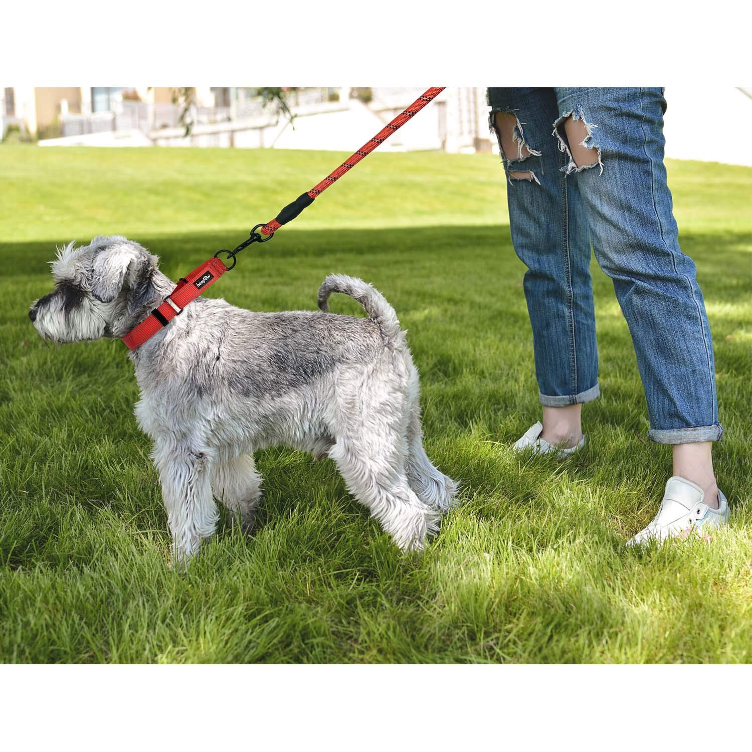 haapaw collar color options to fit your dog