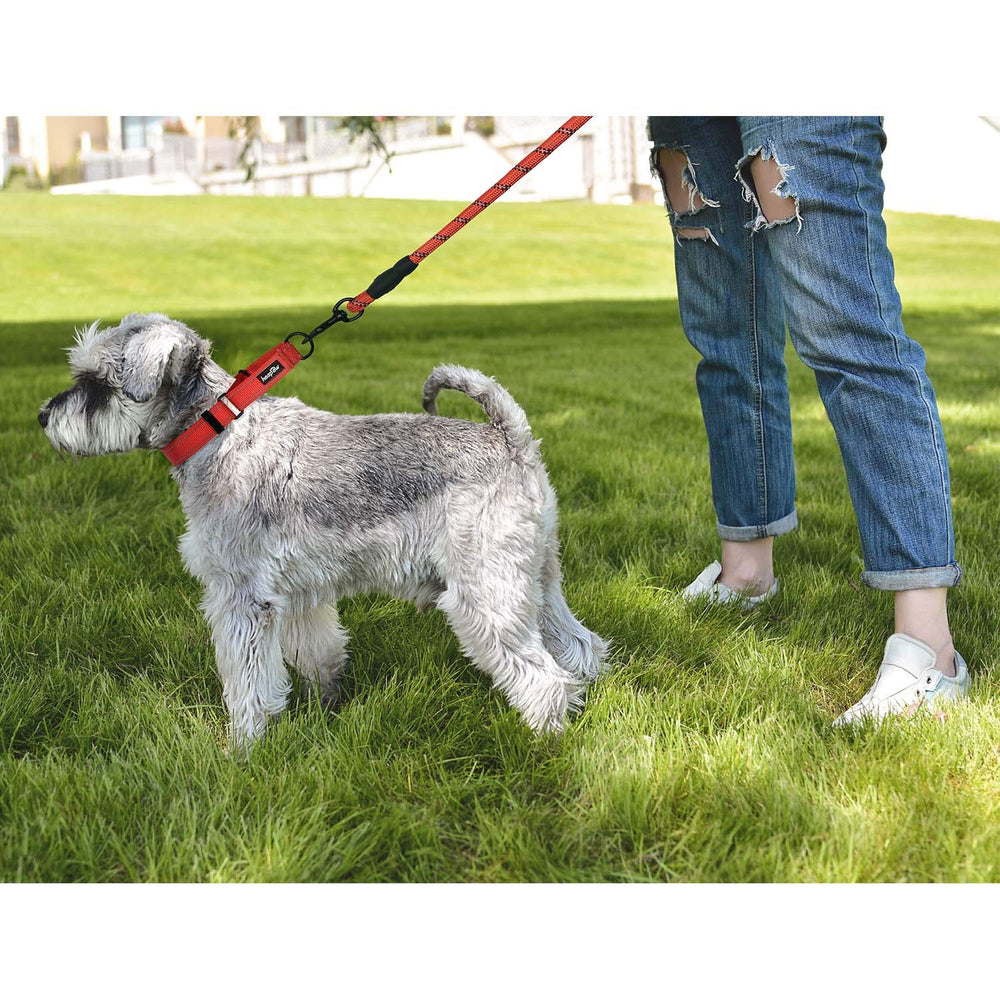 haapaw collar money-back guarantee for satisfaction