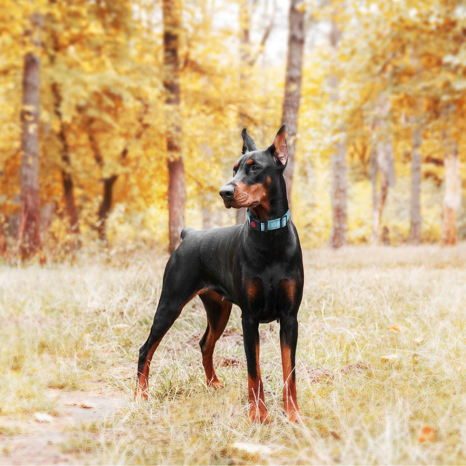 haapaw collar with secure locking quick-release buckle on the strap