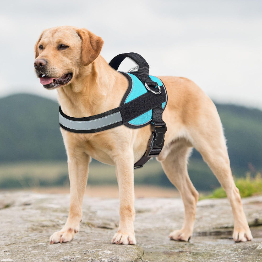 Haapaw padded harness with widened handle increases grip comfort