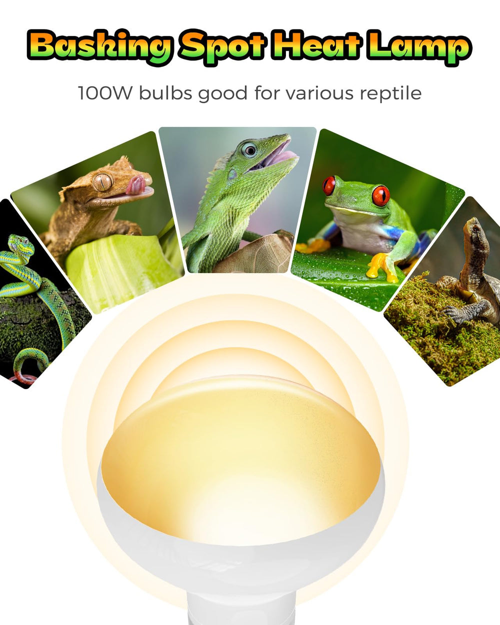 Haceryc bearded dragon friendly bulb supports healthy basking behavior.