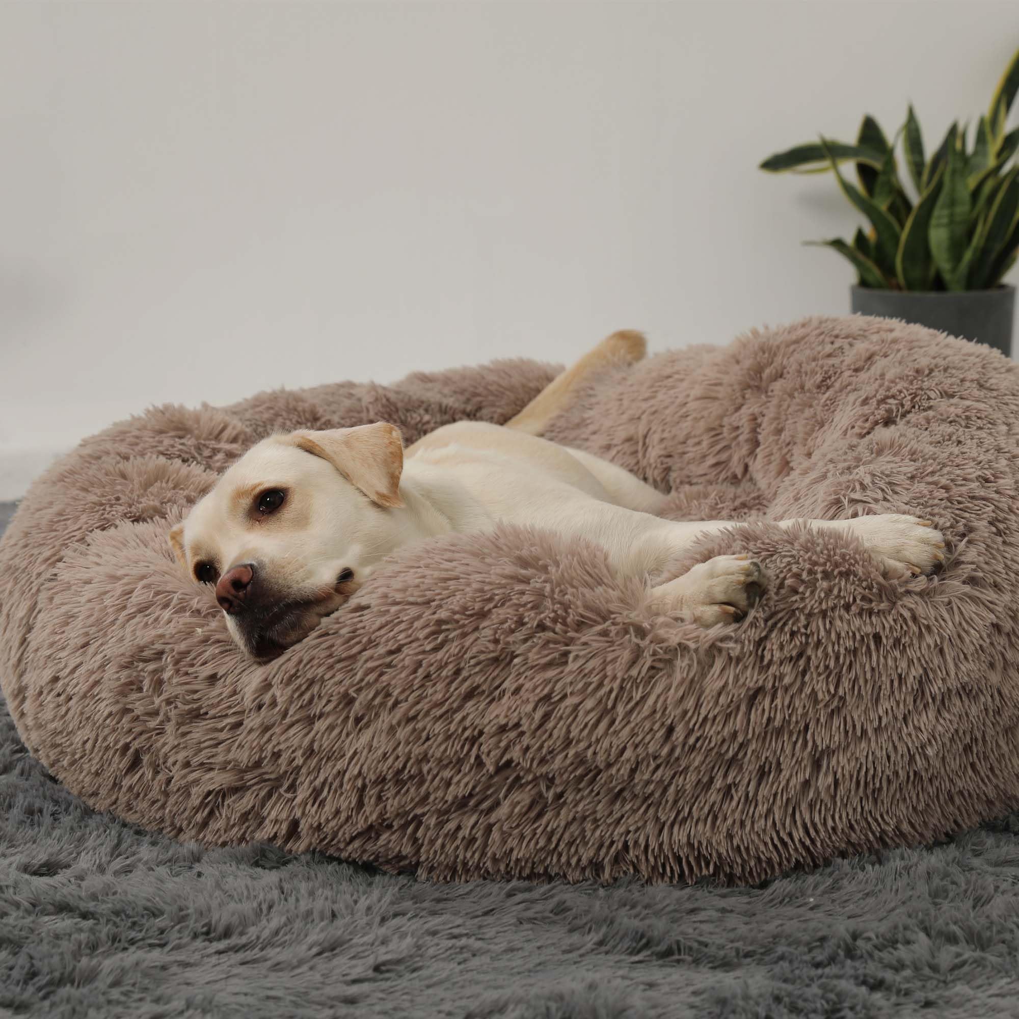 HACHIKITTY machine-washable dog bed simplifies cleanup.