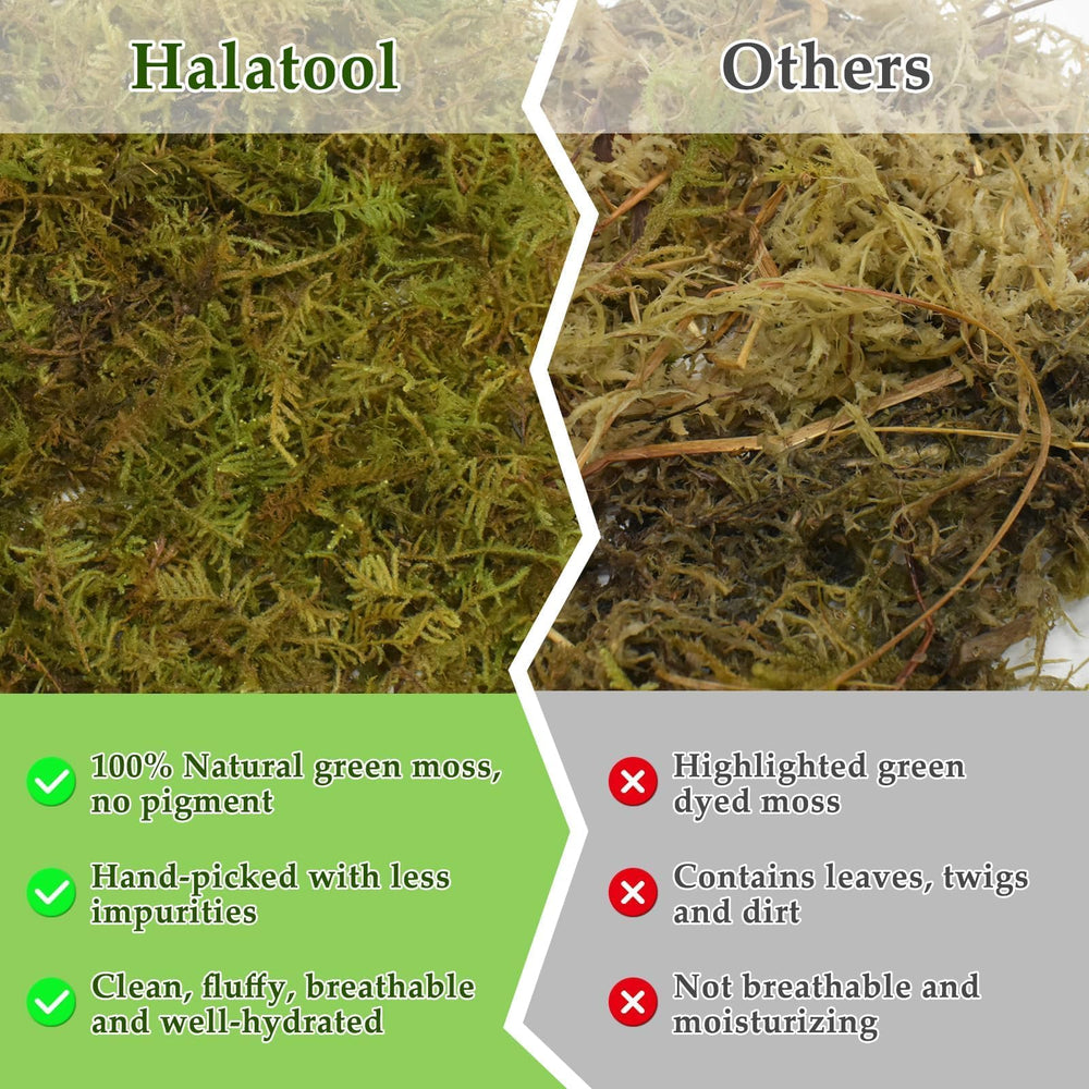 Halatool indoor plant moss aids moisture-loving houseplants.