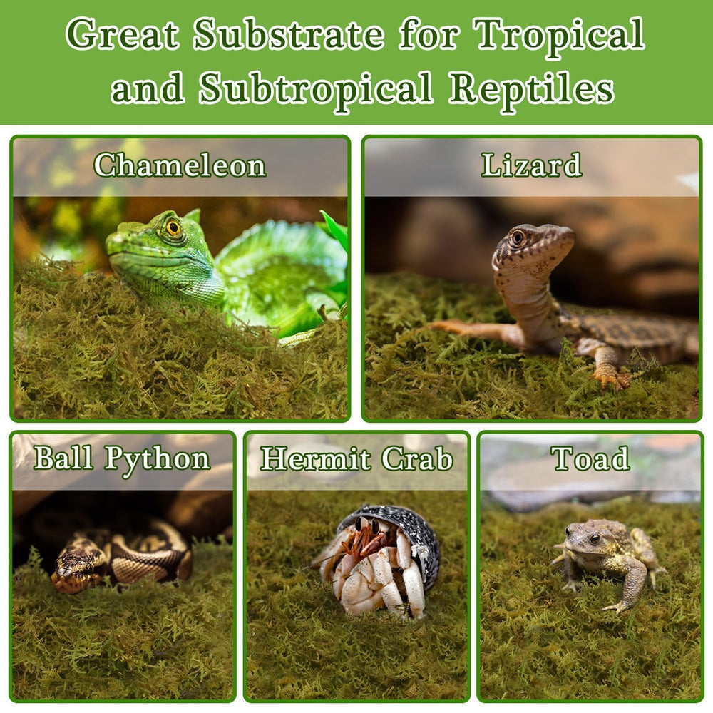 Halatool packaged moss expands quickly and holds moisture.
