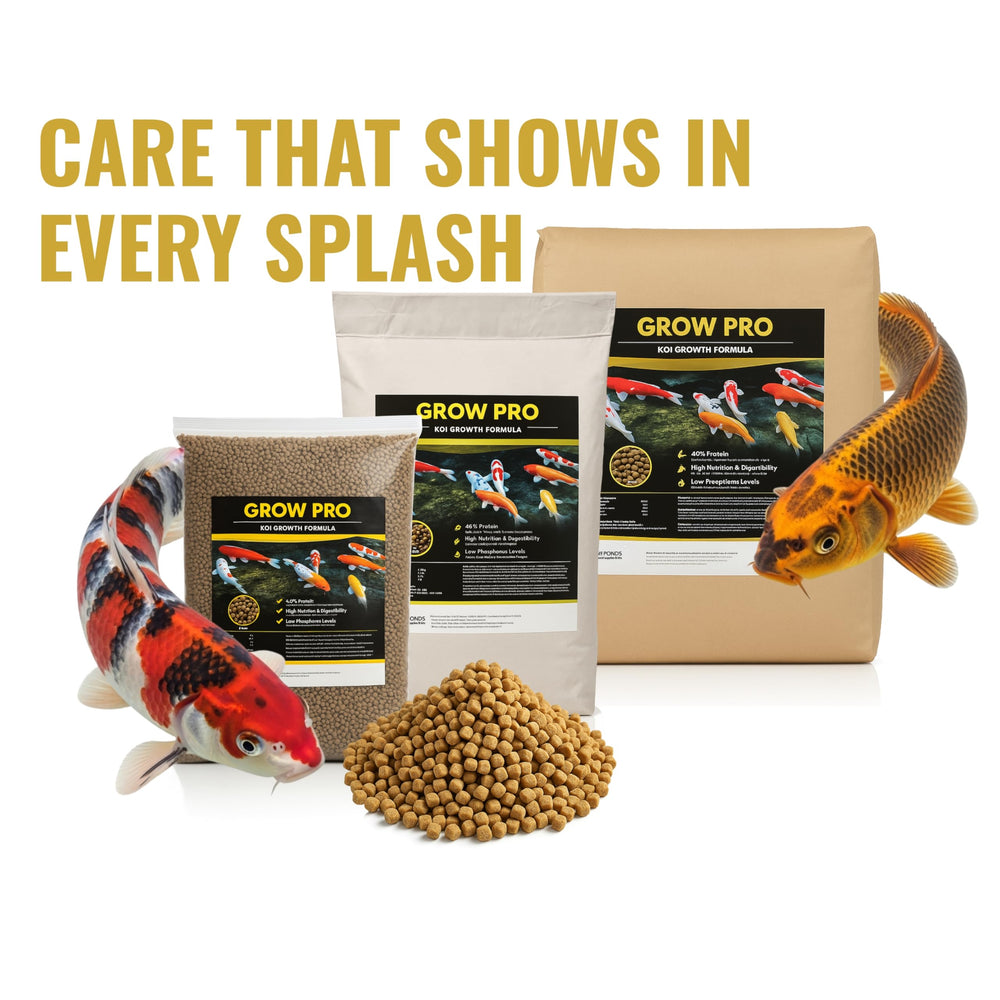 Active koi navigate a healthy pond scene thanks to proper nutrition.