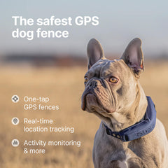 Halo Collar 5 worn by a dog outdoors near a boundary fence for safe containment.