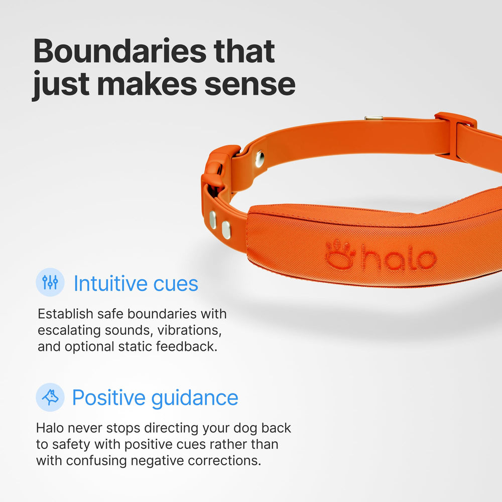 Halo Collar 5 waterproof IP67 collar in wet conditions.