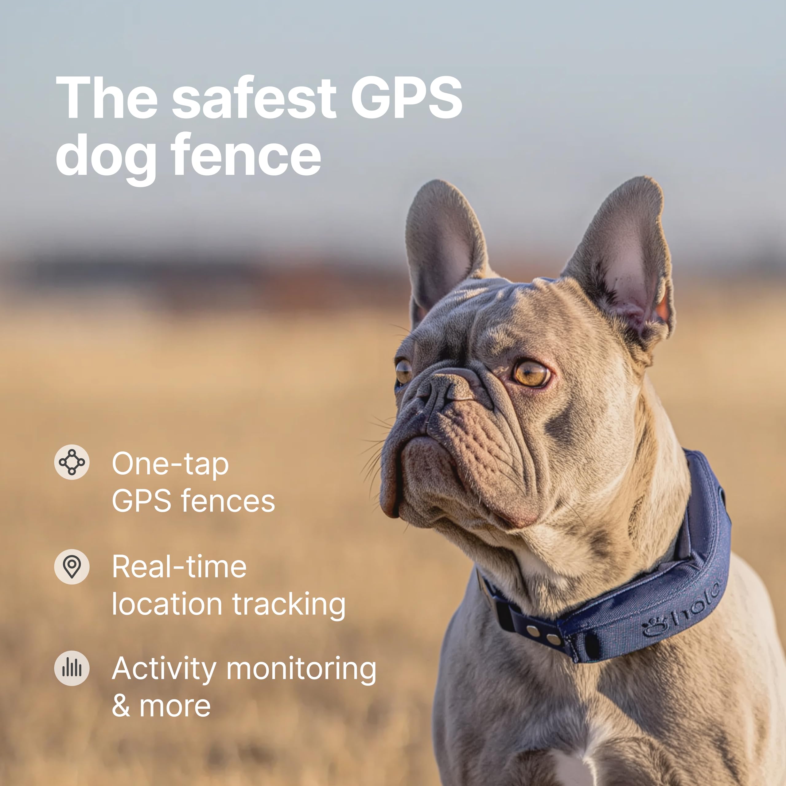 Halo Collar 5 worn on dog during walk highlighting GPS tracking