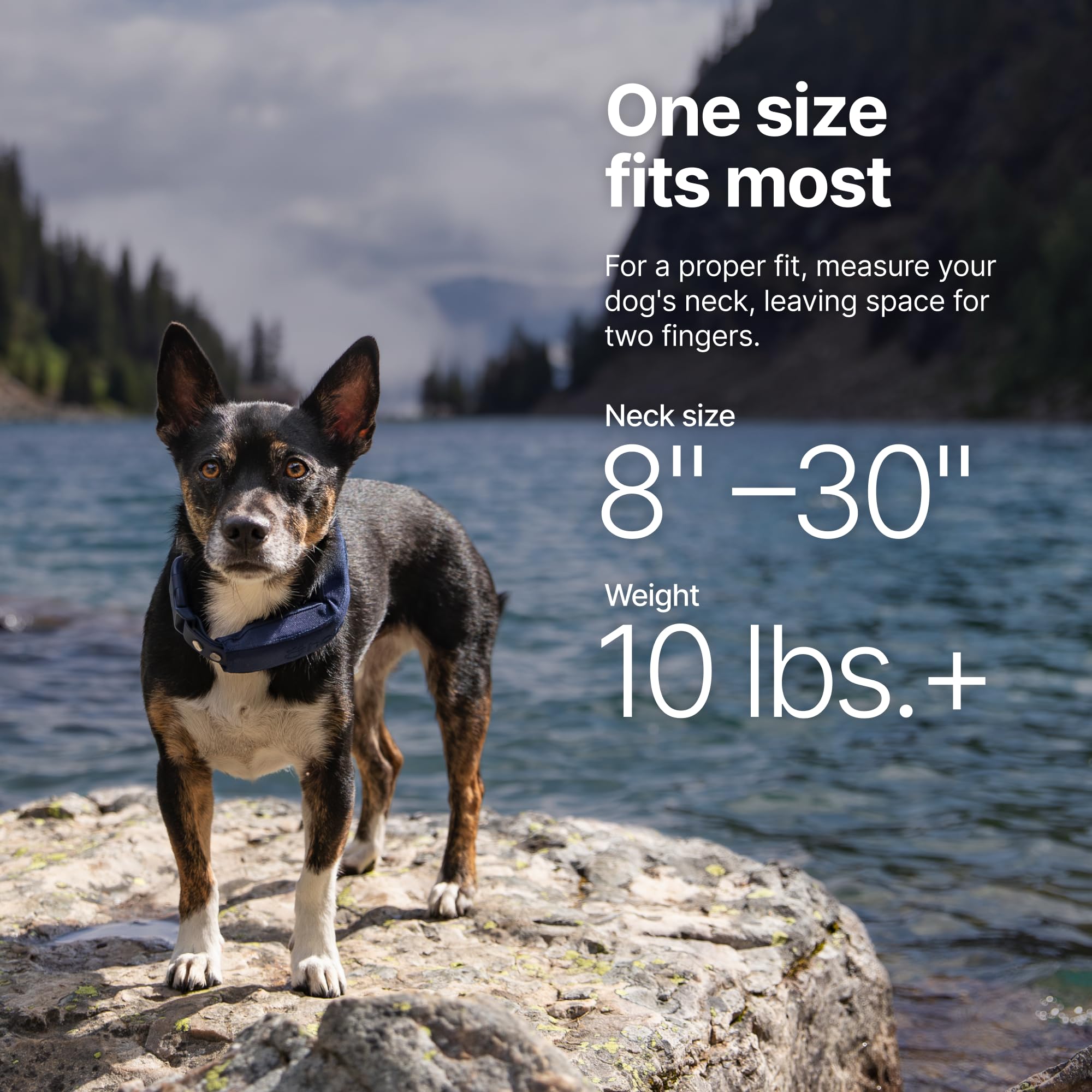 Halo Collar 5 precision GPS with real-time updates
