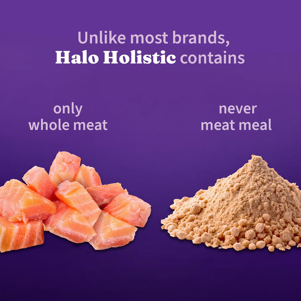 Halo Holistic cat with glossy coat reflects omega fatty acid benefits.