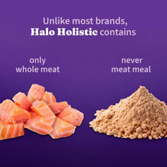 Halo Holistic cat with glossy coat reflects omega fatty acid benefits.