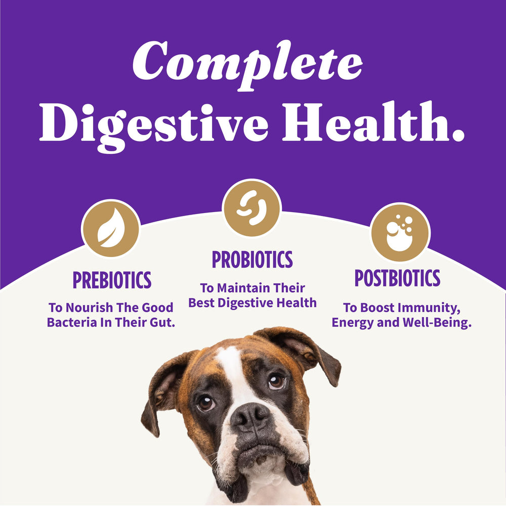 Halo Holistic Vegan Dog Food served in a bowl for easy feeding