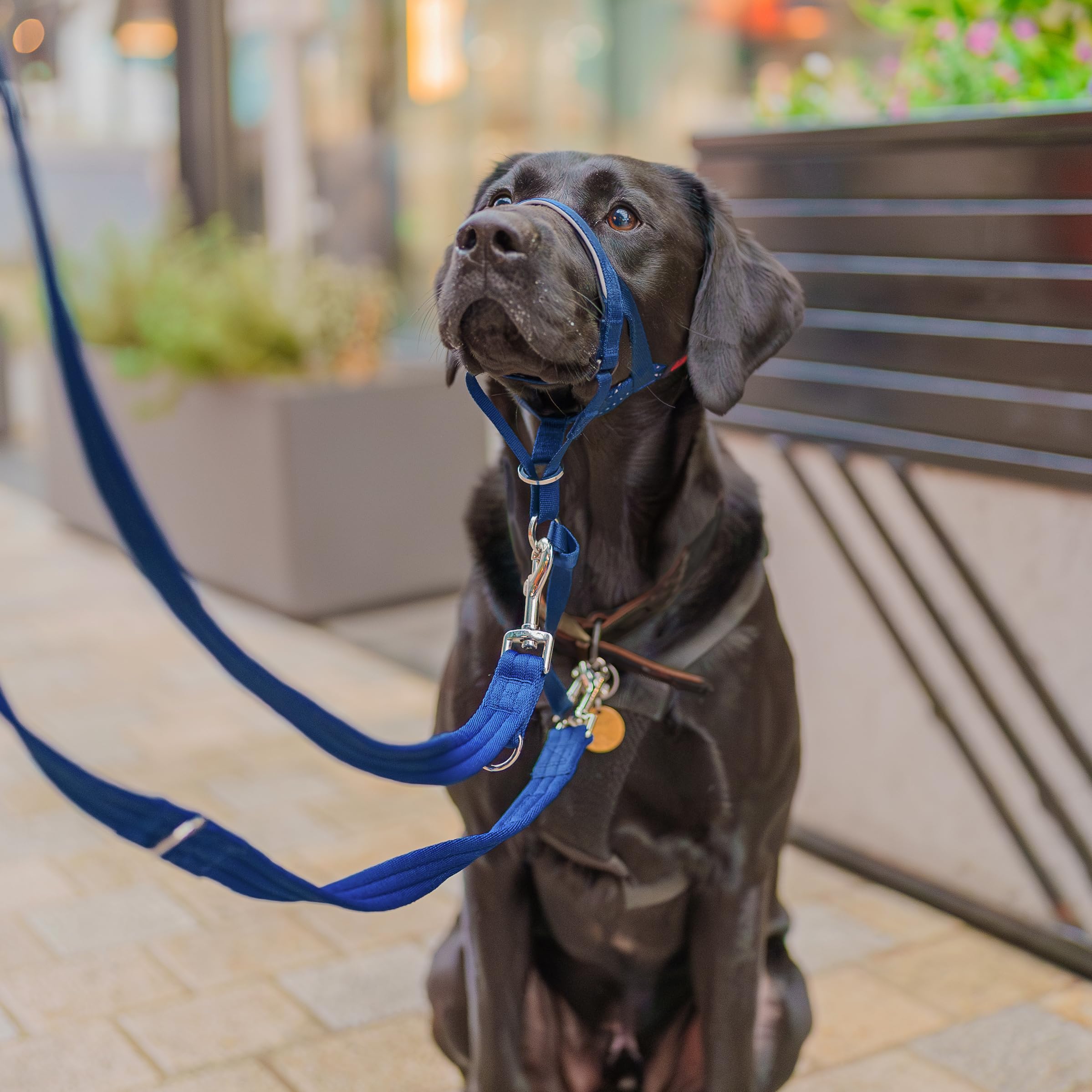 Halti headcollar adjustable fit for medium dogs with comfort