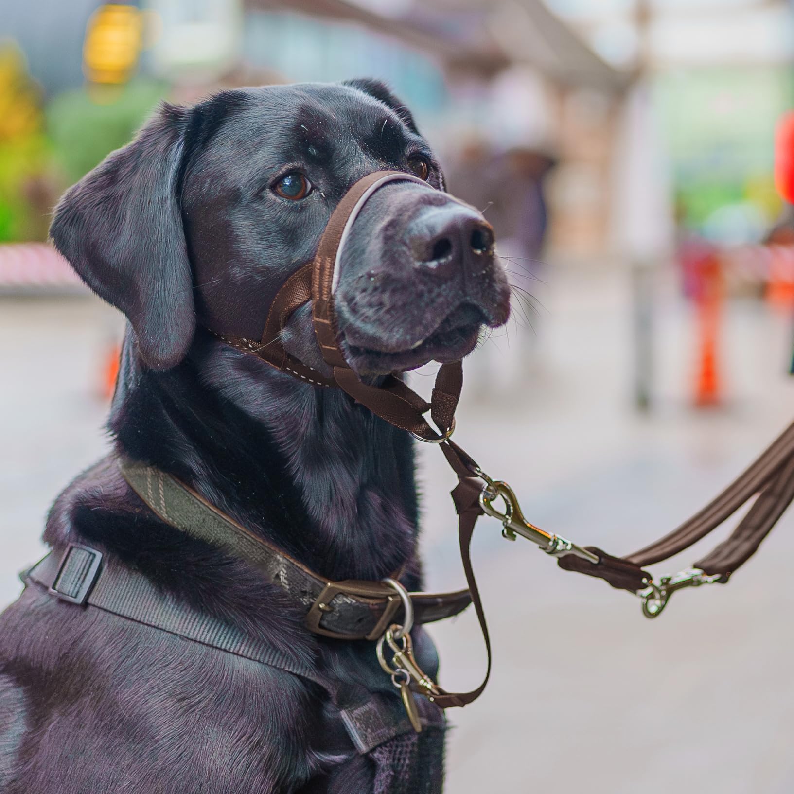 Halti Headcollar reflective-accents improve visibility in low light.