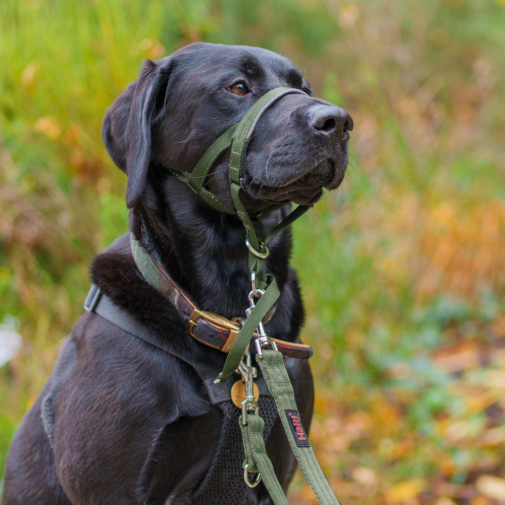 Halti Headcollar reflective accents improve visibility for safer dawn or dusk strolls.