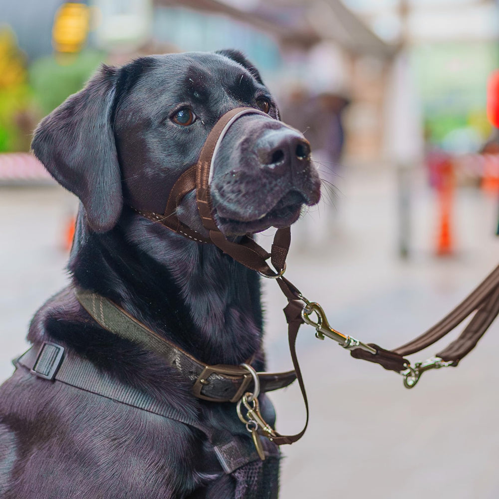 Halti Headcollar reflective-accents improve visibility in low light.