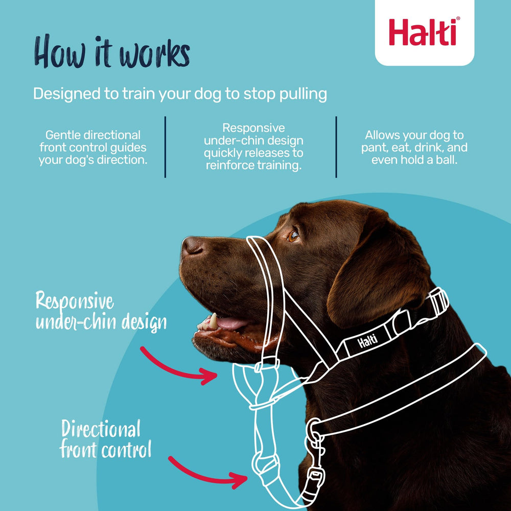 Halti Headcollar showing reflective accents for safer night walks.