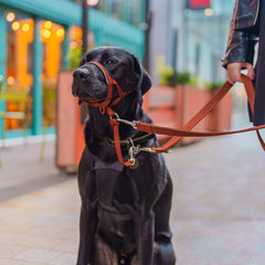 Halti headcollar reflective-accents boost visibility in low light.