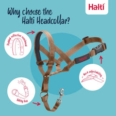 Halti headcollar reflective accents improve visibility during evening walks