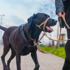 Halti headcollar with reflective accents for better visibility at night