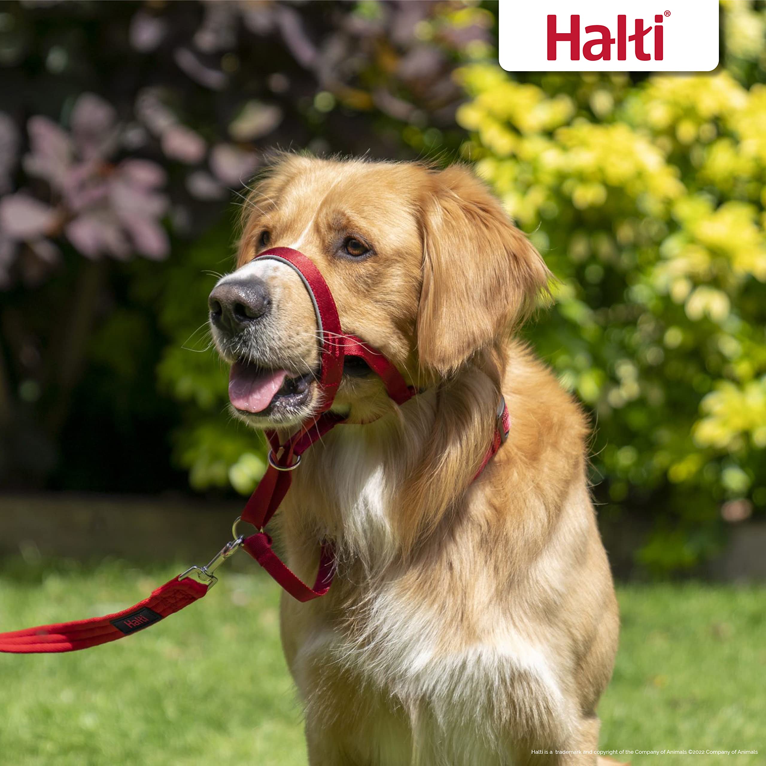 Halti Headcollar training leash compatibility improves control.