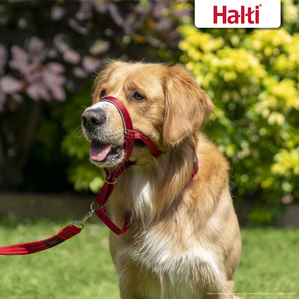 Halti Headcollar training leash compatibility improves control.