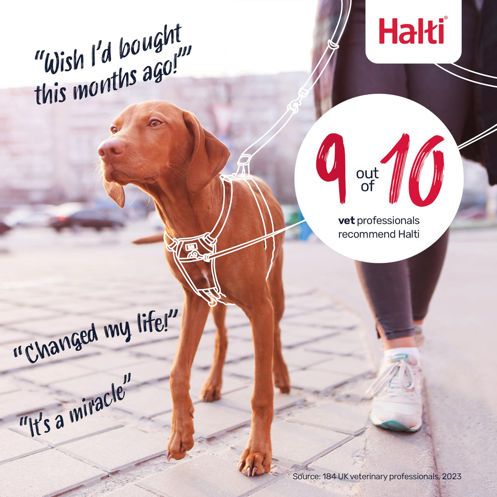 Halti No Pull Harness on a dog during a walking scene for easy daily use