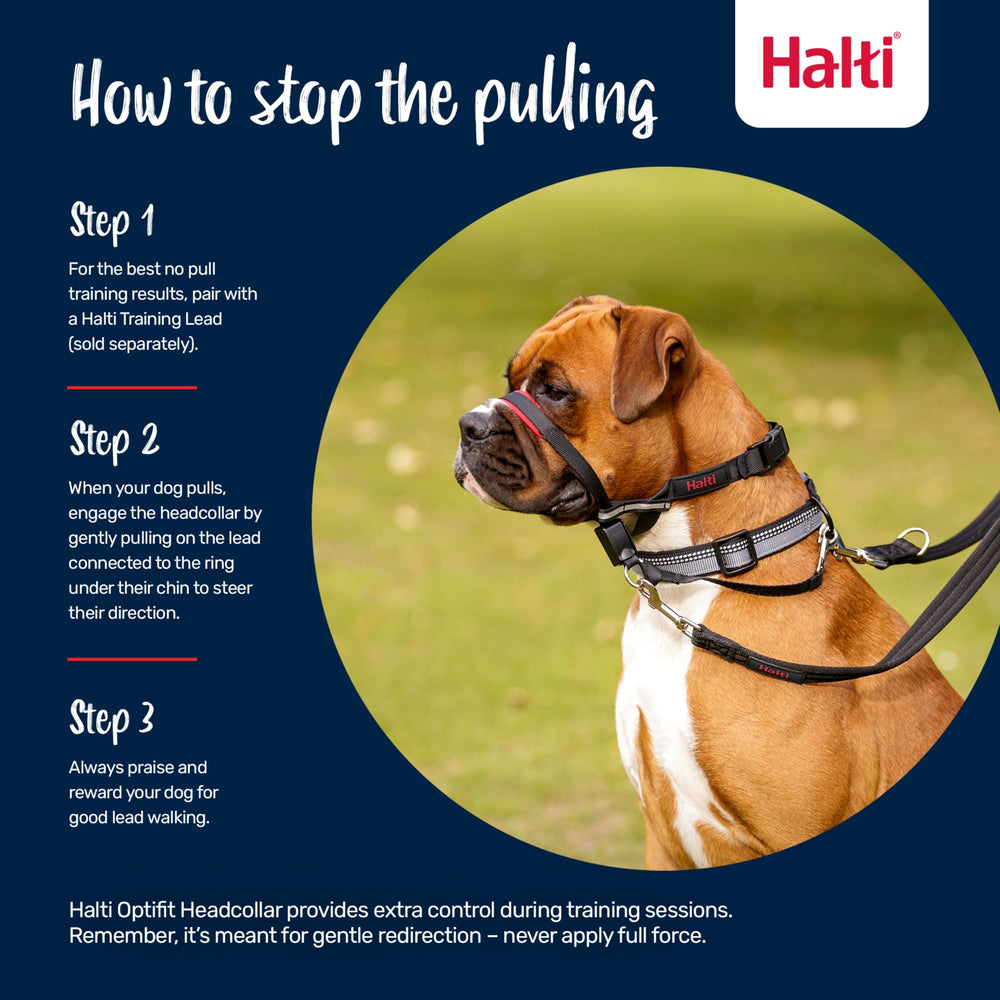Halti OptiFit reflective-straps boost visibility during dusk walks.