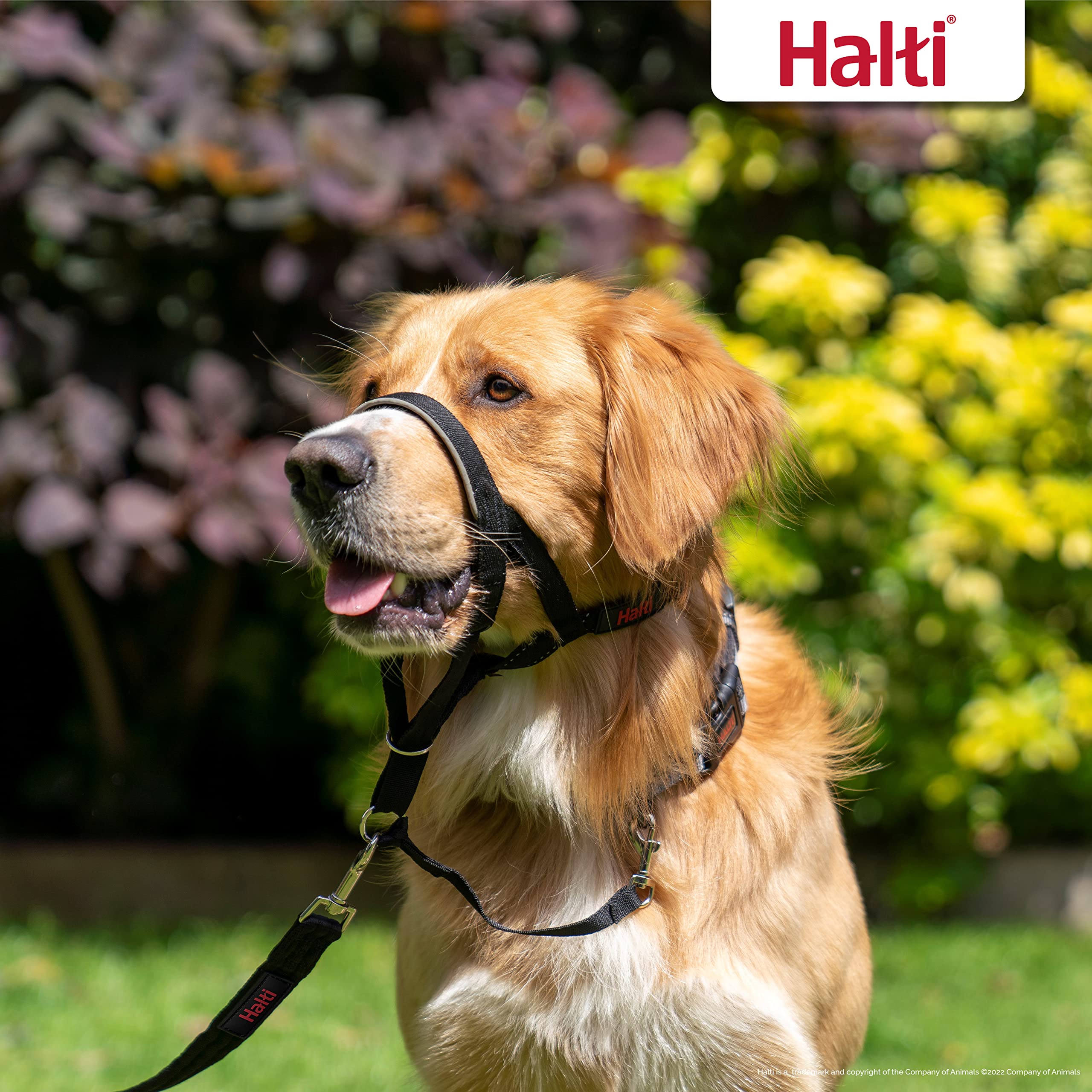 Halti headcollar with reflective accents for visibility in low light.