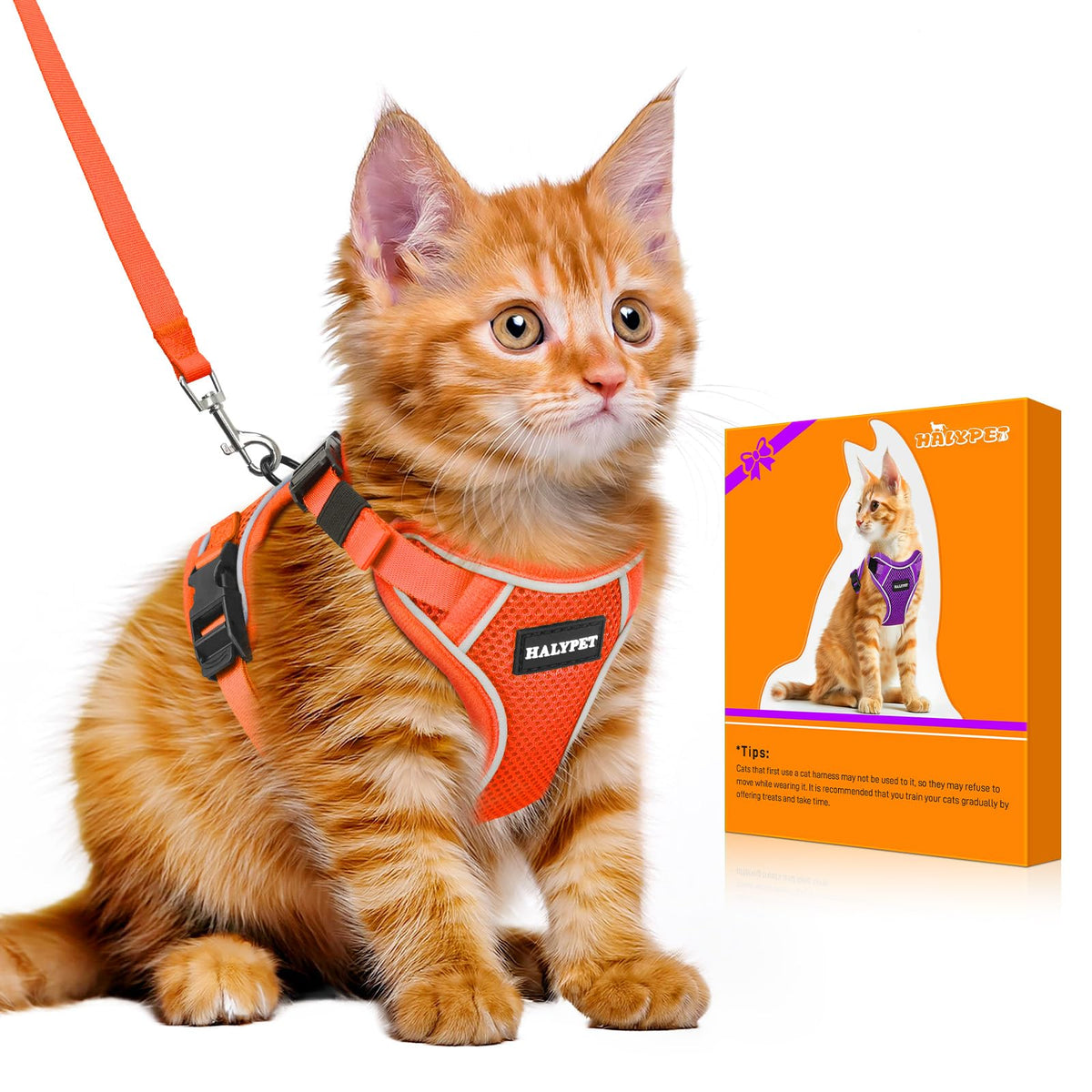Halypet H600 Pro escape-proof harness provides secure outdoor wear for curious cats.