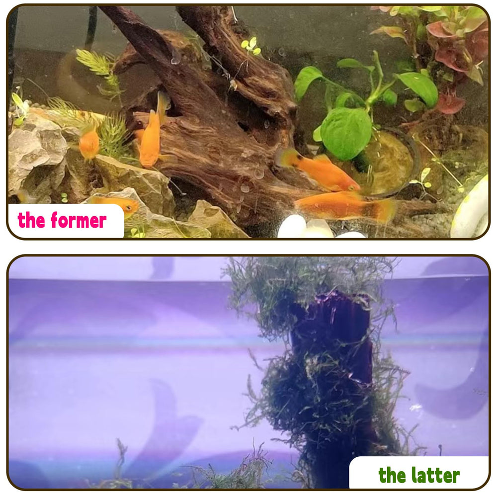 Hamiledyi driftwood-branch-07 varied natural shapes for terrariums