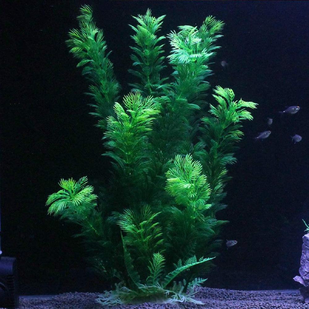 Soft silky leaves of Hamiledyi plants are gentle on fish fins.