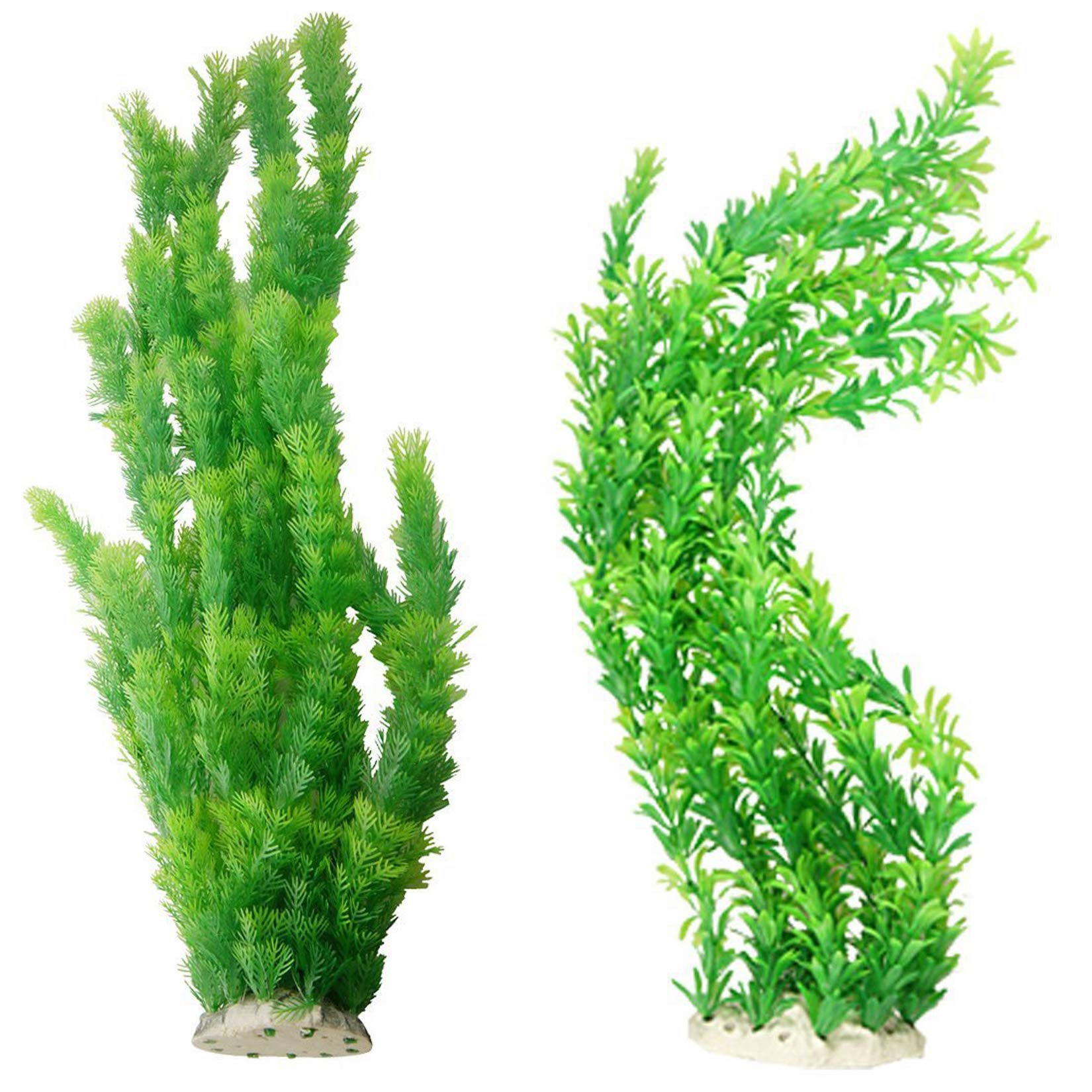 Hamiledyi aquarium plants with bright green leaves add vibrant color to your tank decor.