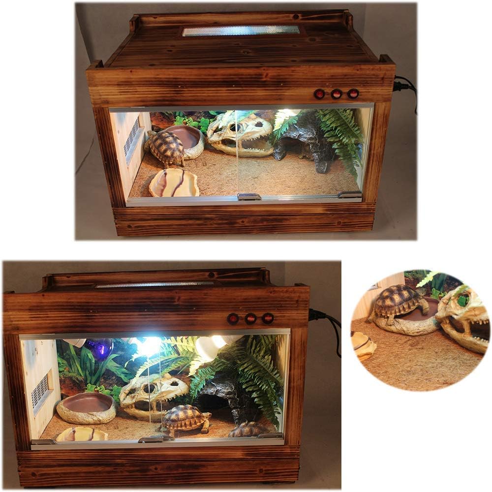 Bearded dragon atop Hamiledyi carpet in a cozy habitat