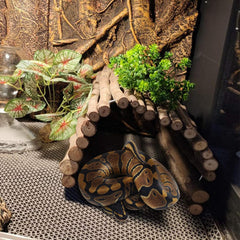 Hamiledyi bendable wooden bridge tunnel adapts to terrariums for exploration.