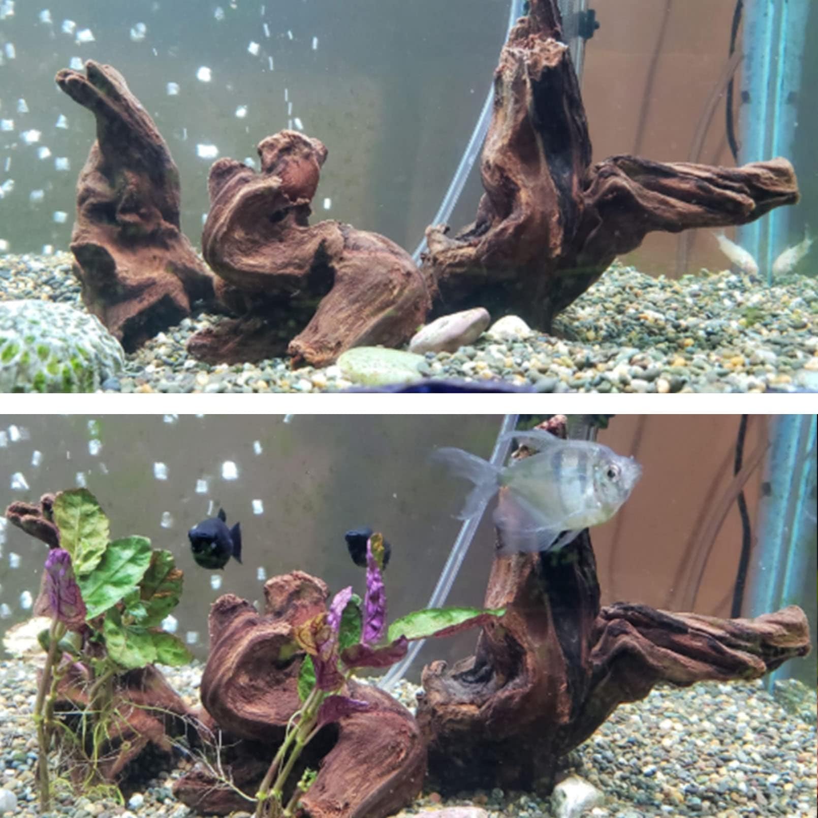 Hamiledyi driftwood with moss nearby creates natural habitat ambiance.