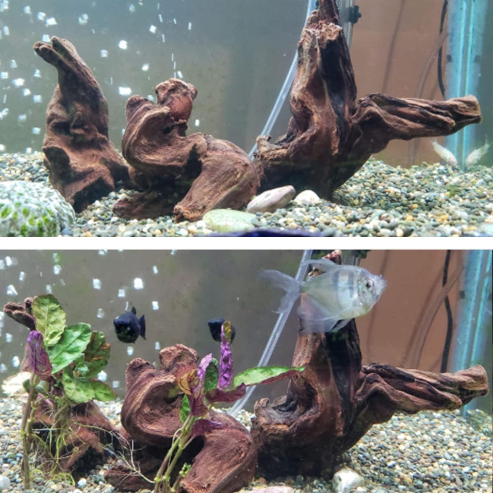 Hamiledyi driftwood with moss nearby creates natural habitat ambiance.