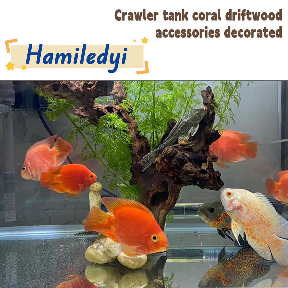 Hamiledyi driftwood branch in tank demonstrates natural decor for aquariums.