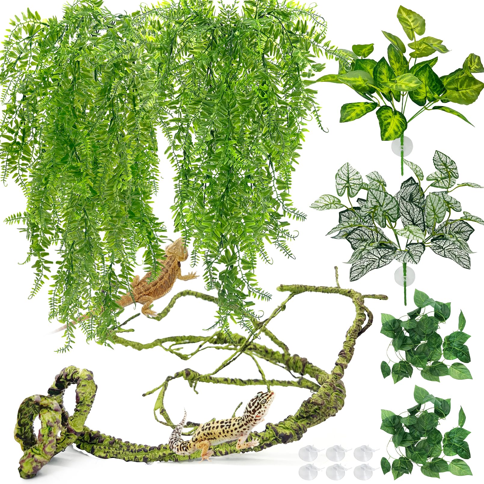 Hamiledyi large hanging leaves for enrichment and shelter in terrariums.