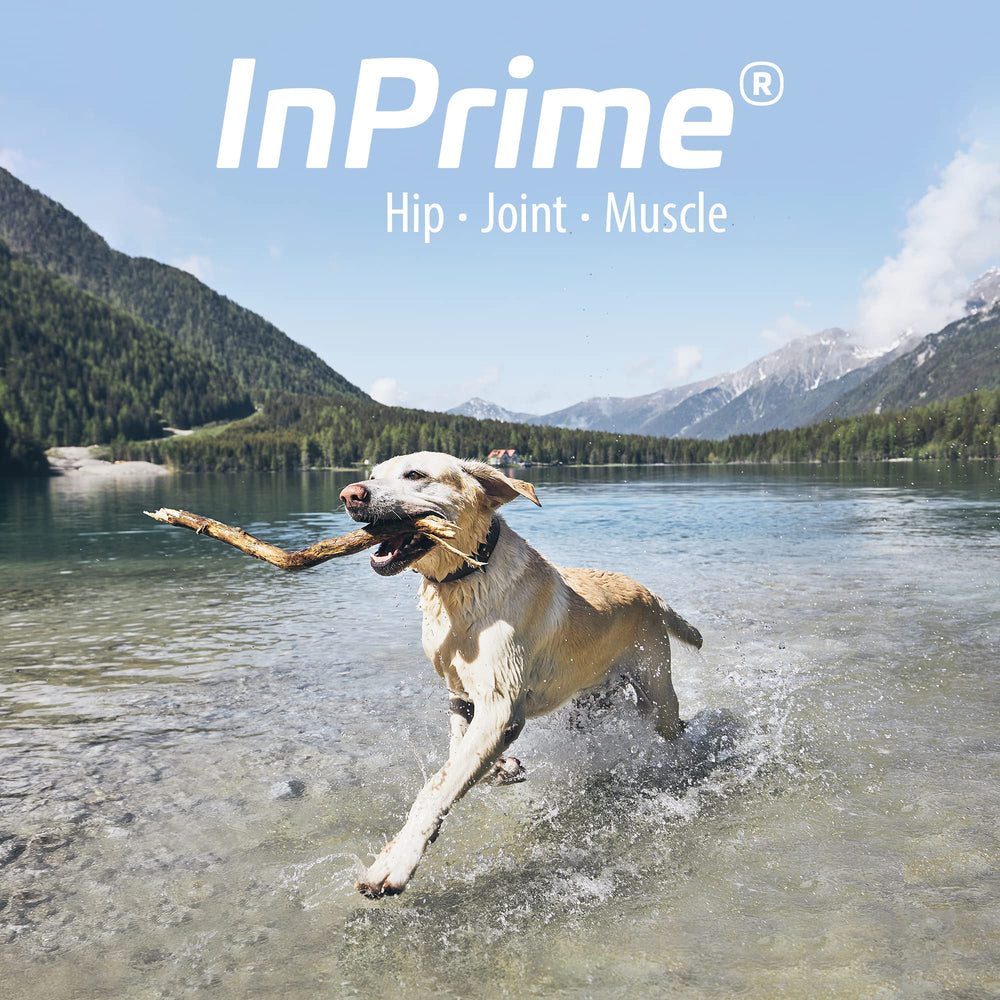 Happy dog on a walk after InPrime joint support.