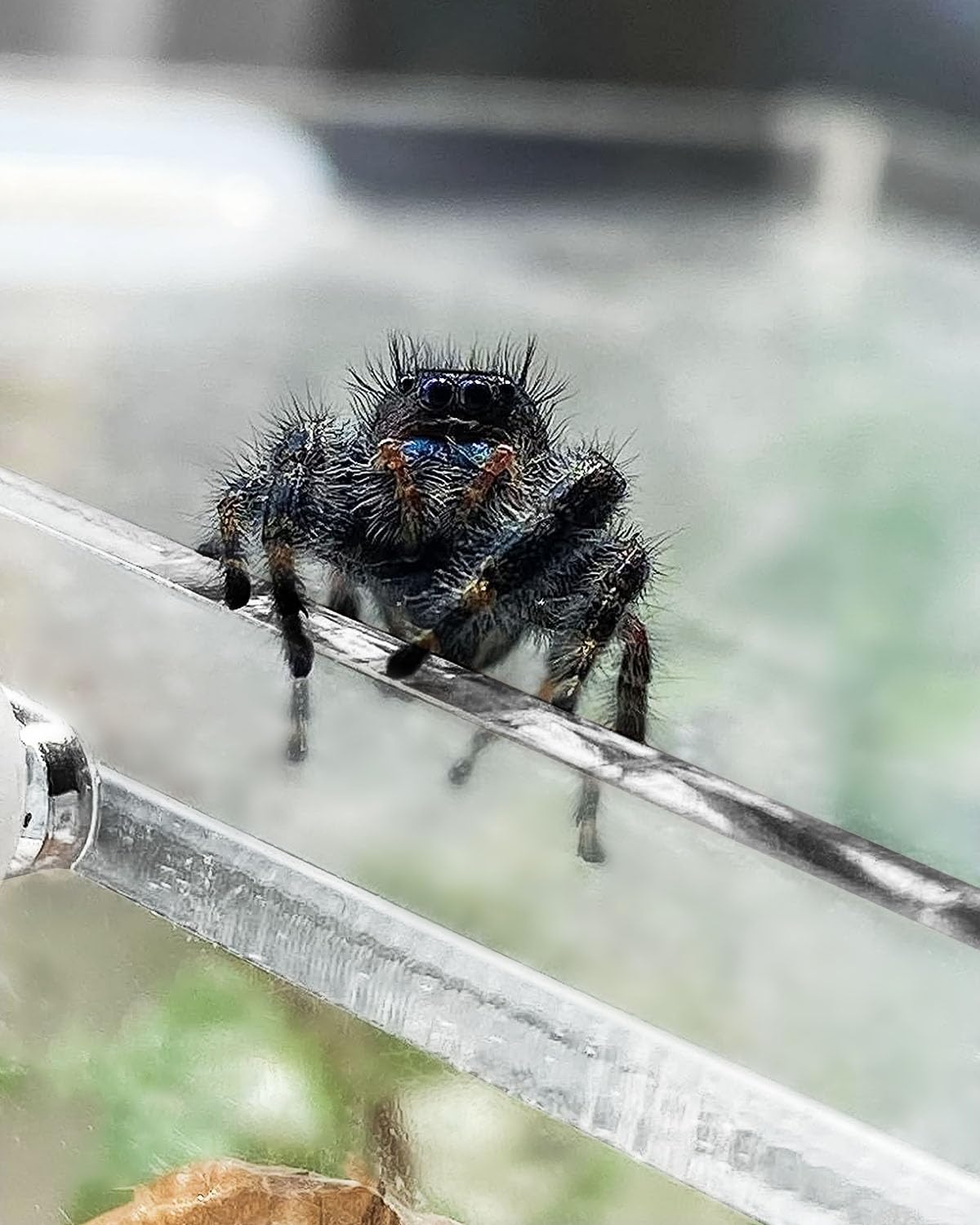 Harhana Jumping Spider Enclosure interior displays naturalistic plant-friendly habitat.