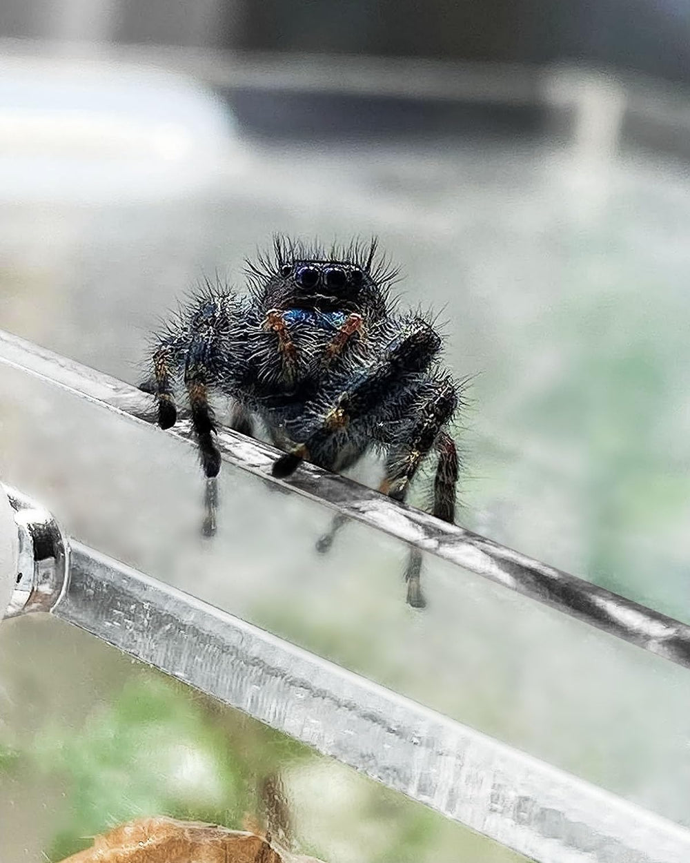 Harhana Jumping Spider Enclosure interior displays naturalistic plant-friendly habitat.
