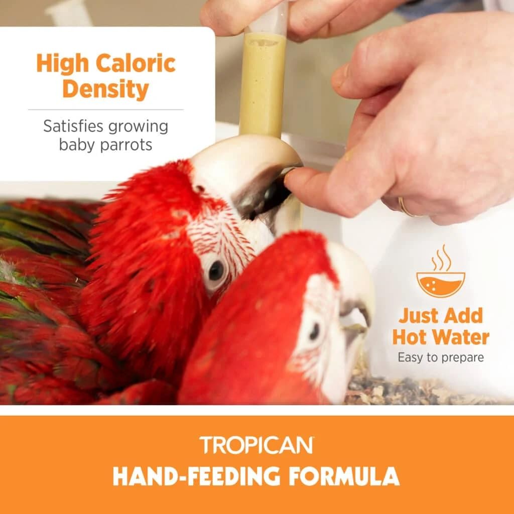 Baby parrot receives Tropican mash during hand-feeding session.
