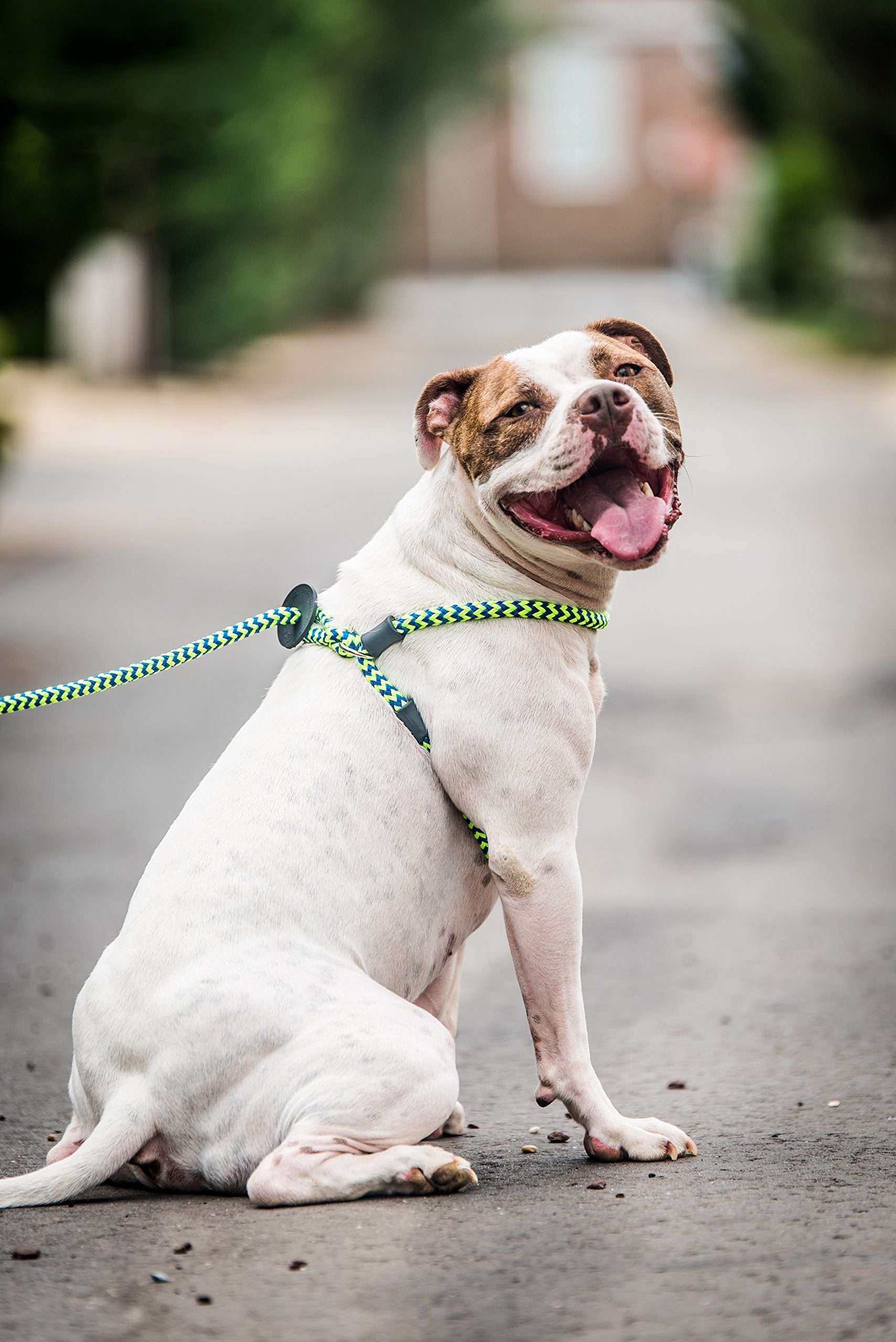 Harness Lead comfort-fit shows cushioned chest for gentle, comfortable control.