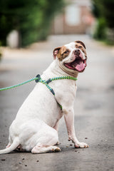 Harness Lead comfort-fit shows cushioned chest for gentle, comfortable control.