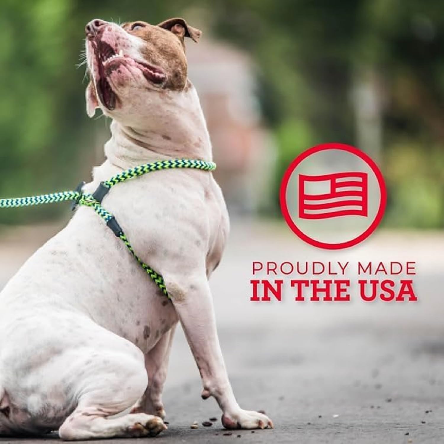 Harness Lead dog walking rainforest scene highlighting calm, controlled pace