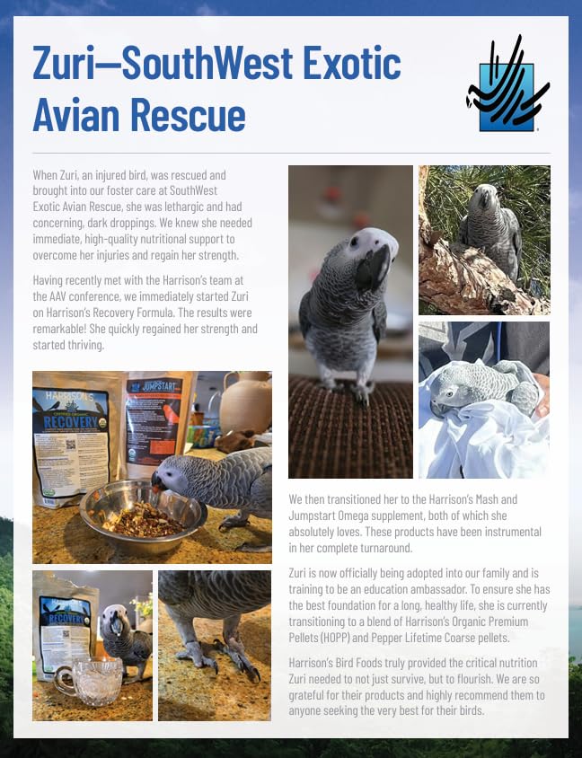 Pouring Harrison's Recovery formula to support gentle hand feeding in birds.