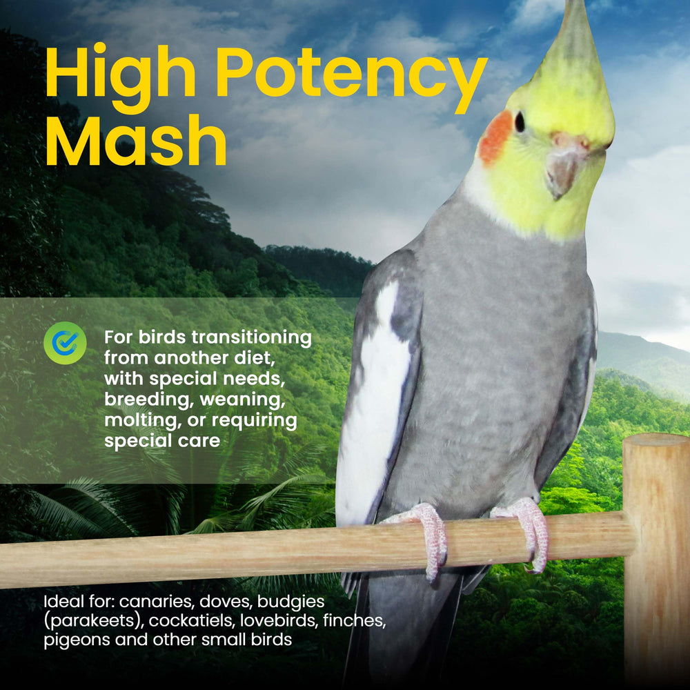 Bird at feeding time enjoys a nutrient-dense mash blend from Harrison's High Potency Mash.
