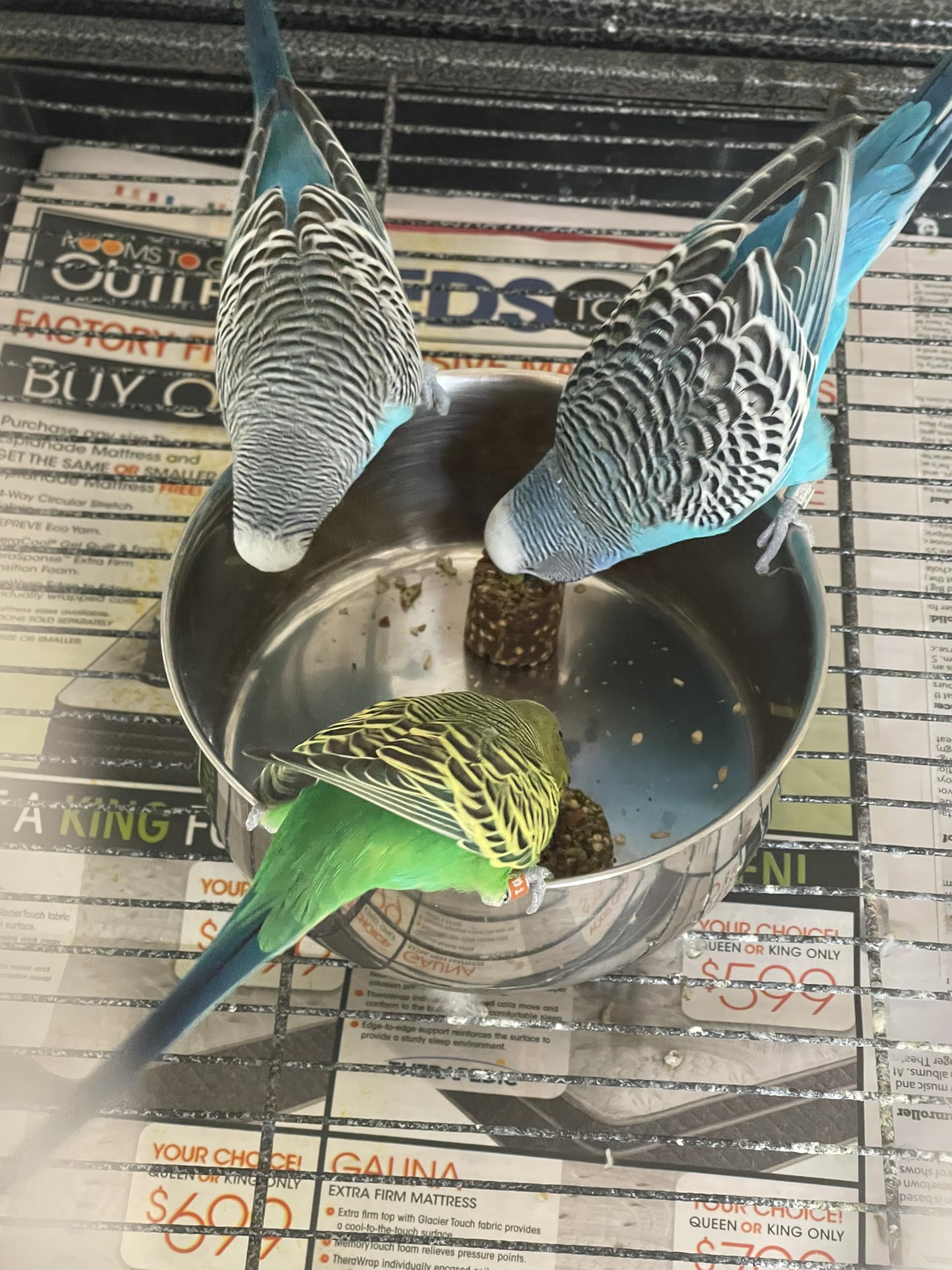 Harrison's Nuggies suited for small to medium birds during daily routines.