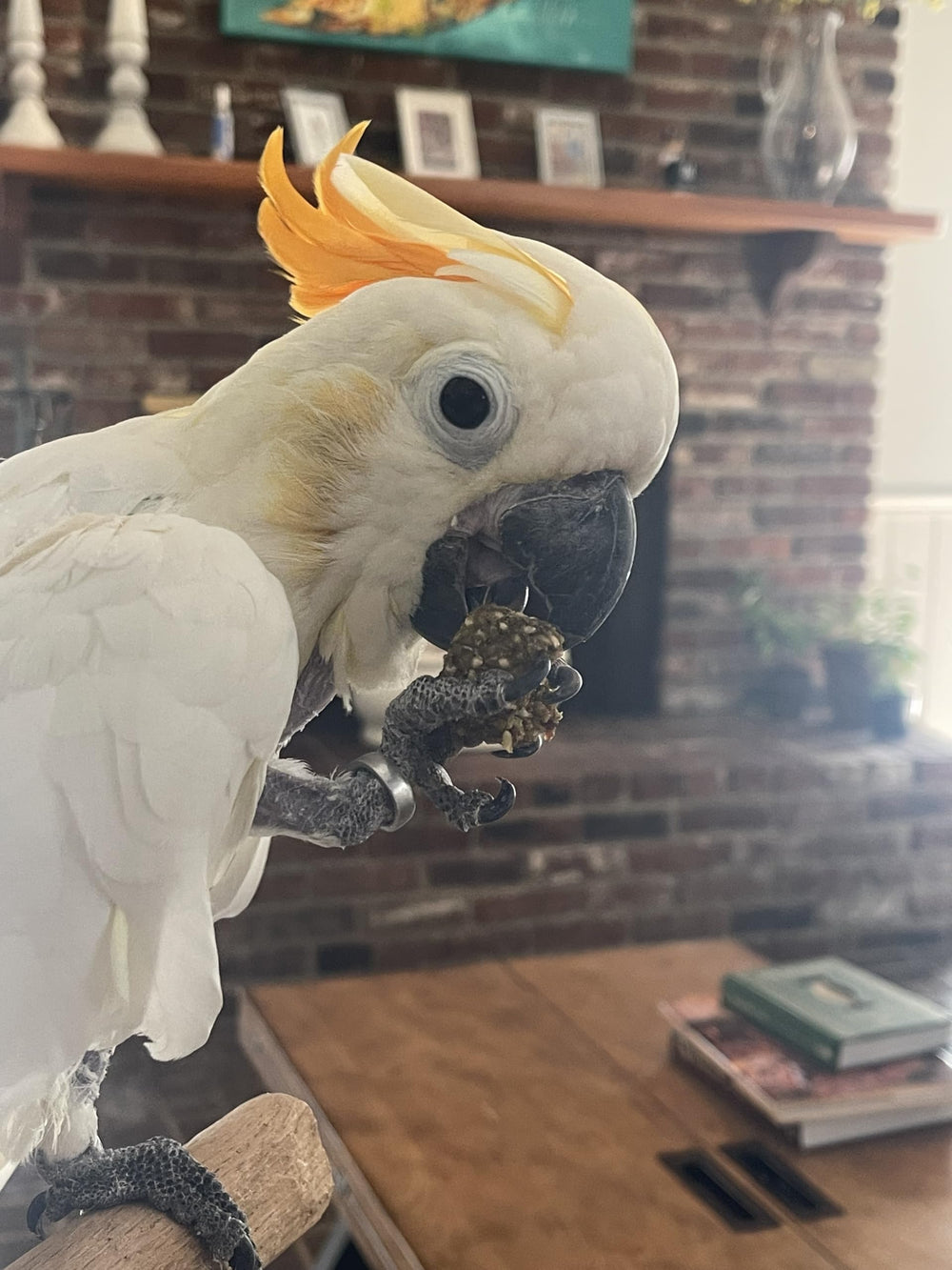 Harrison's Nuggies formulated by avian experts for trusted daily nutrition.